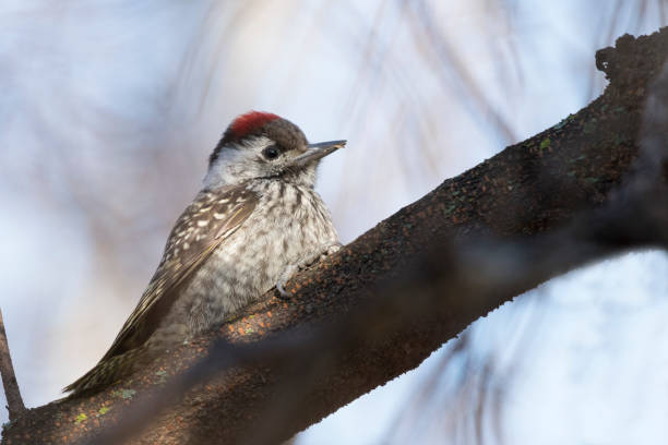 istock Cardinal woodpecker on branch 960647916