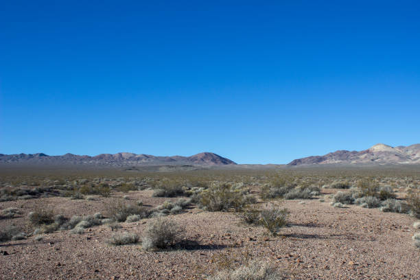 istock Desert Cactus and Plant Landscape 960648160