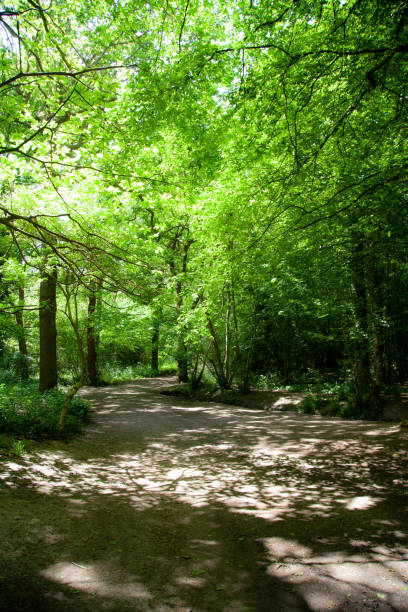 istock Trees and a path in a countryside park 960648242