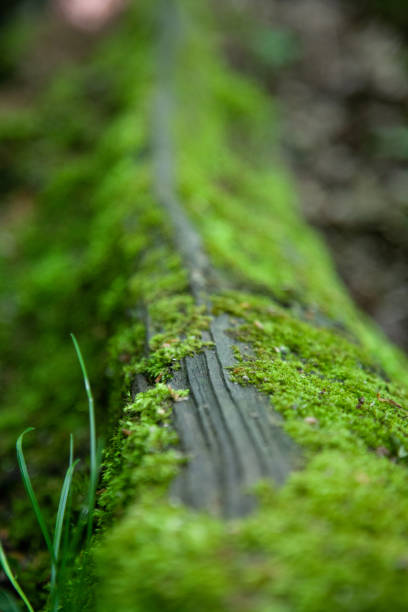istock Close up of moss grwing on a fallen branch 960648326