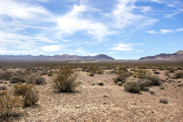 istock Desert Cactus and Plant Landscape 960648504