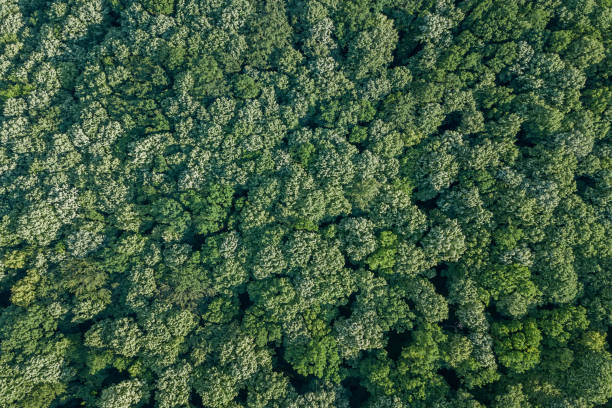 istock Aerial top view forest, Forest view from above. 960649002