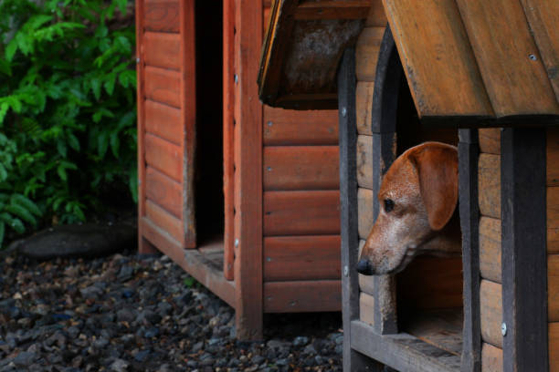 istock Dachshund Dog Summer Garden 960651330