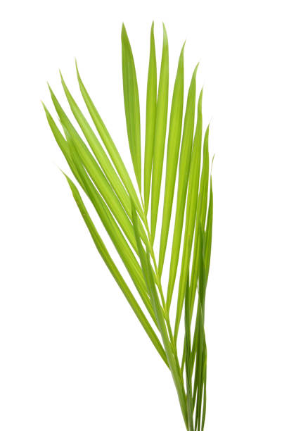 istock Green palm foliage isolated 960651870