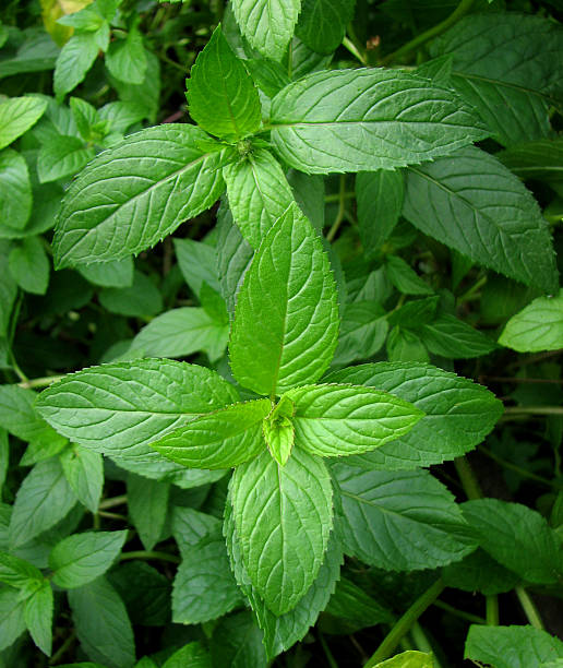 Peppermint plant stock photo