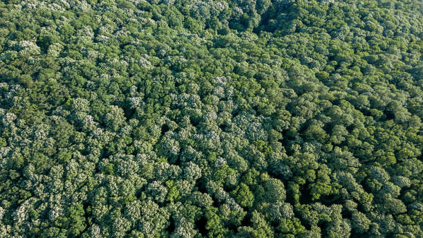 istock Aerial top view forest, Forest view from above. 960654522