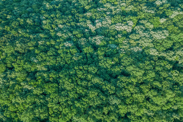 istock Aerial top view forest, Forest view from above. 960654670