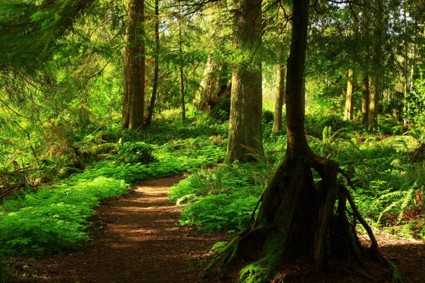 istock Pacific Southwest forest hiking trail 960655044