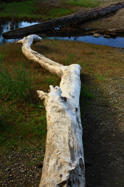 istock Pacific Northwest forest and Puget sound shoreline with Conifer driftwood 960655242