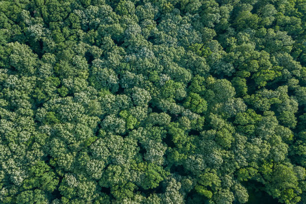 istock Aerial top view forest, Forest view from above. 960655446