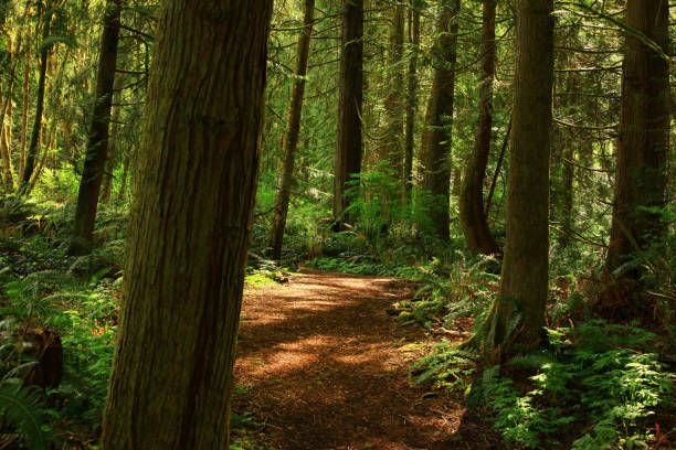 istock Pacific Southwest forest hiking trail 960655610