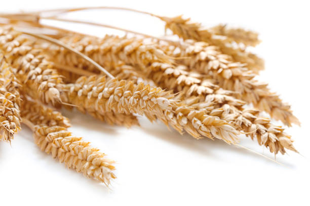 istock ears of wheat 960655864