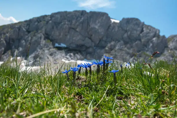 Blue flowers growing in the mountain during spring, captured from the grass, with Durmitor mountain peaks in the background.
