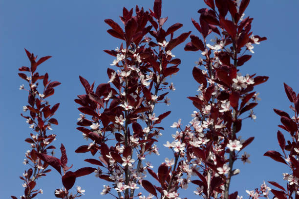 istock Close up view of Purple Leaf Sand Cherry bush blossoms 960659292