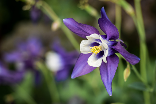 flower macro - purple columbine, aquilegia - solitary