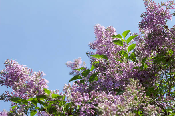 This image shows a close up view of fresh young Chinese lilac bush blossoms and buds newly opening in springtime.