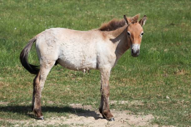 istock Przewalski's horse in a field 960663002