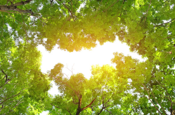 istock Tree leaf and sun ray. Green leaves background with copy space. 960663262