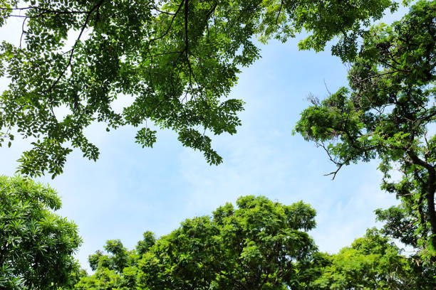 istock Green leaves background with copy space. 960665450