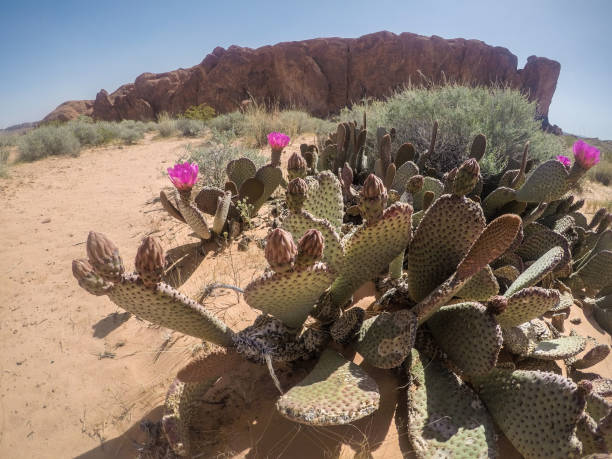 istock Desert Cactus Flower Landscape 960665600