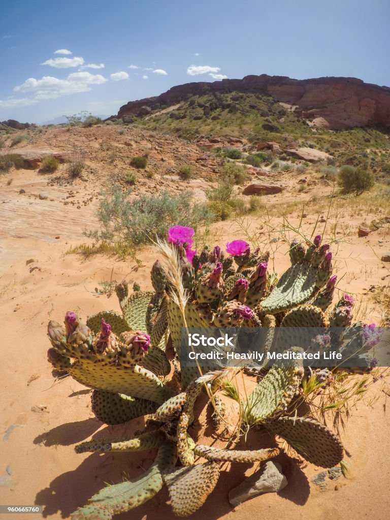 Foto de Paisagem De Flor De Cacto De Deserto e mais fotos de stock de Areia  - Areia, Arizona, Beleza - iStock