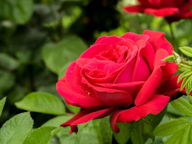 istock red big rose on green background 960666408