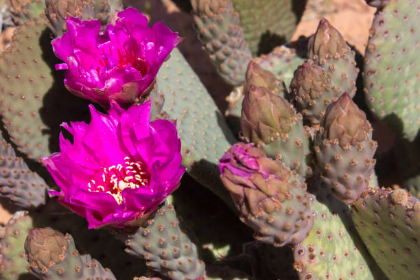 砂漠植物サボテンの花 - desert flower california cactus ストックフォトと画像