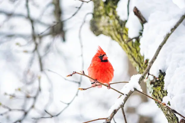Closeup of one vibrant saturated red northern cardinal, Cardinalis, bird sitting perched on tree branch during heavy winter snow colorful in Virginia, snow flakes falling