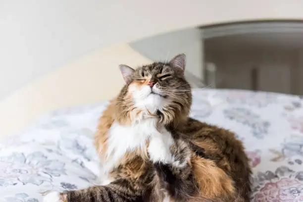 Photo of Closeup portrait of calico maine coon cat sitting lying on bed scratching neck using hind legs, closed eyes funny, in bedroom