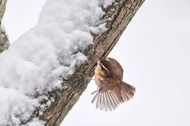 Closeup of one small brown carolina wren bird sitting perched on tree branch trunk during heavy winter snow colorful in Virginia, snow flakes falling, fluffing wing feathers