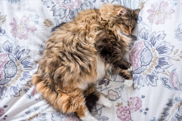 Closeup flat top lay view down below of calico maine coon cat lying on bed in bedroom, lazy overweight fat adult kitty Closeup flat top lay view down below of calico maine coon cat lying on bed in bedroom, lazy overweight fat adult kitty short haired maine coon stock pictures, royalty-free photos & images