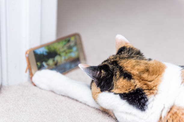closeup hinterkopf calico katze blick auf smartphone handy video vögel und tiere auf teppichboden drinnen im haus - domestic cat audio stock-fotos und bilder