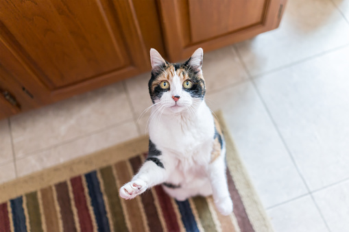 Calico cat standing up on hind legs begging for treat, one paw up, adorable cute big eyes asking for food in kitchen floor by cabinets, doing trick