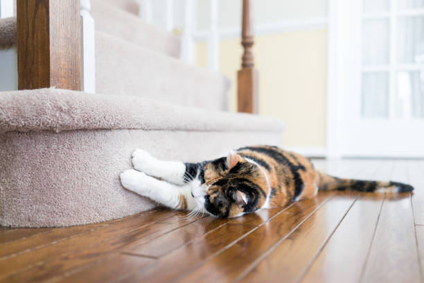 Calico cat scratching nails on carpet floor stairs steps staircase inside indoor house, home, destroying it Calico cat scratching nails on carpet floor stairs steps staircase inside indoor house, home, destroying it sharpening photos stock pictures, royalty-free photos & images