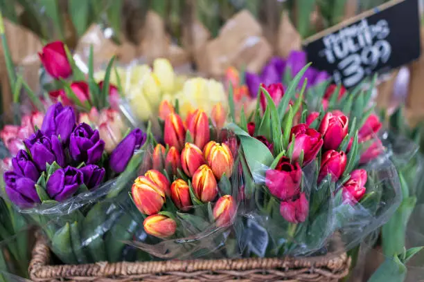 Purple, red, pink, orange and striped tulip bouquets closeup wrapped in plastic in store market with sign in basket