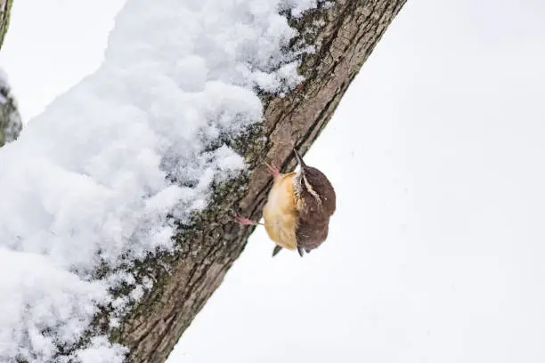 Closeup of one small brown carolina wren bird sitting perched on tree branch trunk during heavy winter snow colorful in Virginia, snow flakes falling