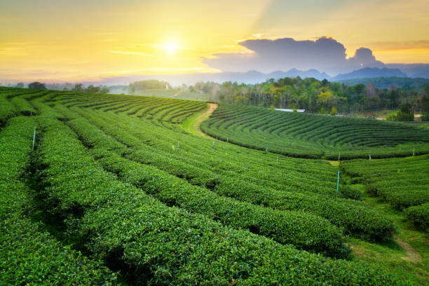 istock Tea plantation on the mountain 960670846