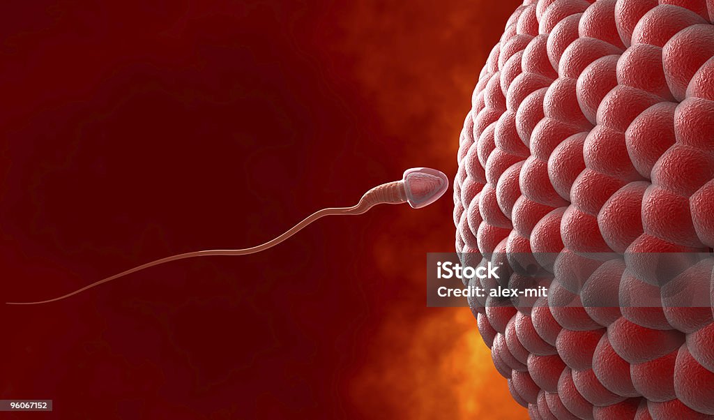 Природные инсеминации: Сперма и Яйцеклетка - Стоковые фото Беременная роялти-фри