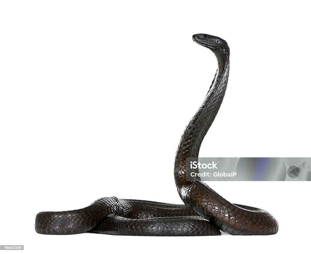Vista lateral de la cobra naja haje annulifera mirando lejos, en backgroun blanco - Foto de stock de Cobra naja haje annulifera libre de derechos