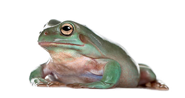 widok z boku australian green tree frog na białym tle - whites tree frog zdjęcia i obrazy z banku zdjęć