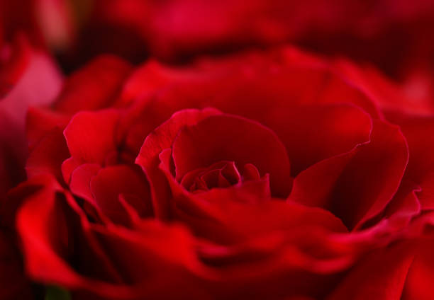Red Rose Flower Detail Macrophotography - Soft creamy background with velvety red flower petals.