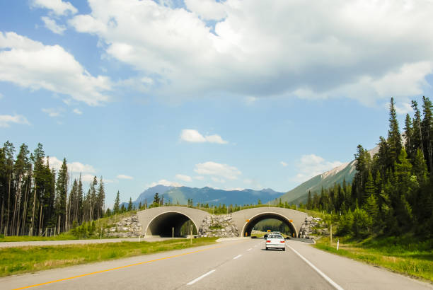 istock Animal Overpass on Trans-Canada Highway in the Spring, Canadian Rockies, Alberta, Canada 960673096