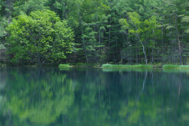 istock Reflection of Green Trees at Mishaka-ike Pond 960673210