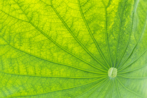istock Leaf of Lotus Flower 960673274