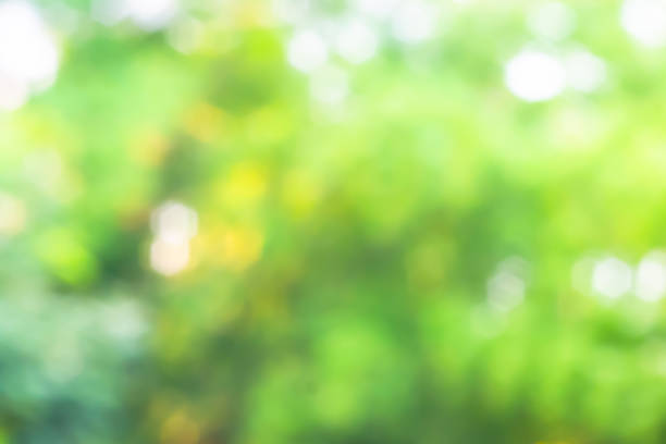 istock Abstract background and texture of natural 960676662
