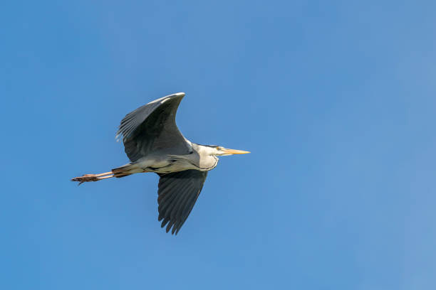 istock Gray heron (Ardea cinerea) flying. Wildlife in natural habitat. 960676786