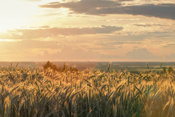 istock Wheat ears under the sunshine. Sun shining through ripe wheat. 960676836