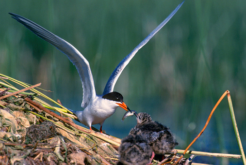 A Forster's Tern feeds a minnow to a chick on a nest in Montana.
