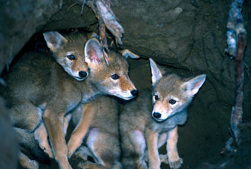 Three Coyote pups stand near the entrance to a den in Montana.