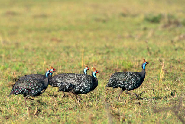 Helmeted Guinea Fowl A group of Helmeted Guinea Fowl walks across the African savannah. guinea fowl stock pictures, royalty-free photos & images